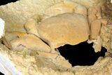 Fossil Crab (Potamon) Preserved in Travertine - Turkey #121383-2